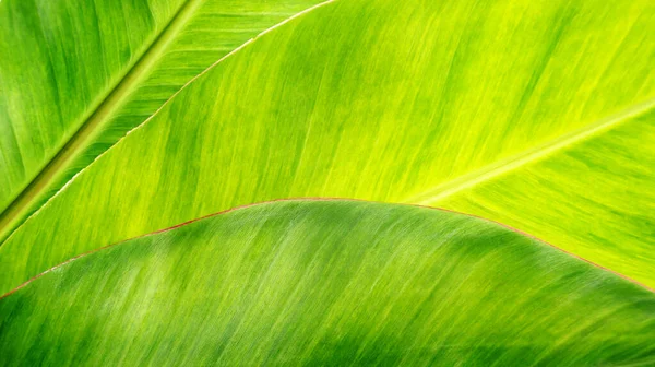 緑のバナナの葉を背景に — ストック写真