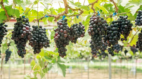 Trauben Von Reifen Trauben Einem Weinberg — Stockfoto