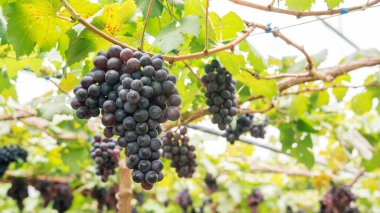 Bir üzüm bağında olgunlaşmış üzümler.