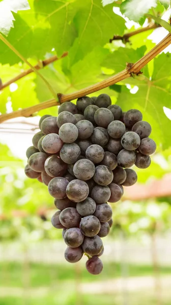 Trauben Von Reifen Trauben Einem Weinberg — Stockfoto