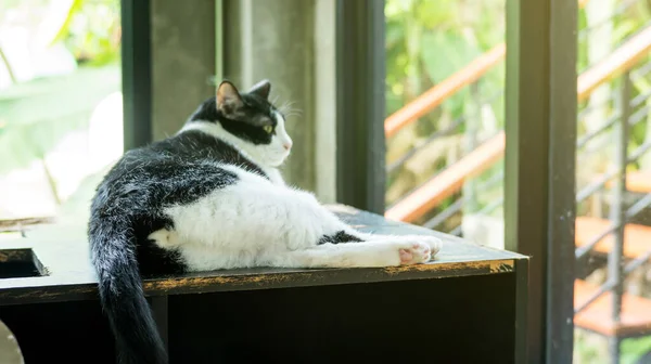 靠近一只黑白相间的猫的底部 — 图库照片