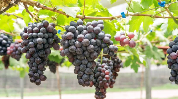 Trauben Von Reifen Trauben Einem Weinberg — Stockfoto