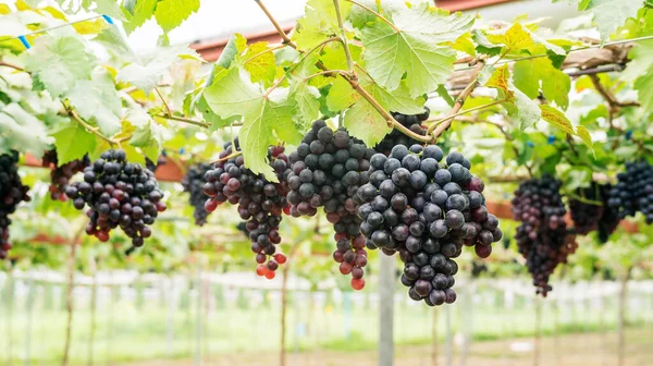 Trauben Von Reifen Trauben Einem Weinberg — Stockfoto