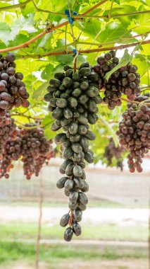 Bir üzüm bağında olgunlaşmış üzümler.