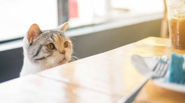 Niedliche Katze Beim Anblick Von Futter Auf Einem Holztisch — Stockfoto