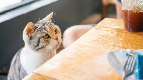 Gatto Carino Che Guarda Cibo Tavolo Legno — Foto Stock