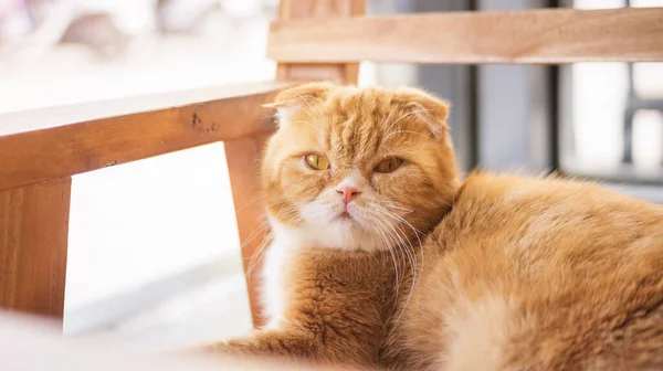 Gato Vermelho Sentado Uma Cadeira Madeira — Fotografia de Stock