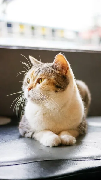 Gato Bonito Sentado Perto Uma Janela — Fotografia de Stock