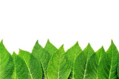 Beyaz arkaplanda ortanca yaprağı.