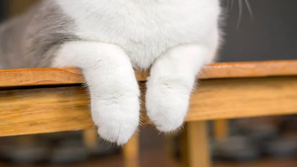 Primer Plano Las Patas Lindo Gato — Foto de Stock