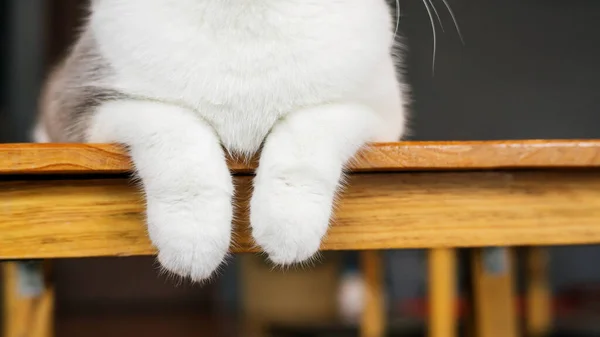 Primer Plano Las Patas Lindo Gato —  Fotos de Stock