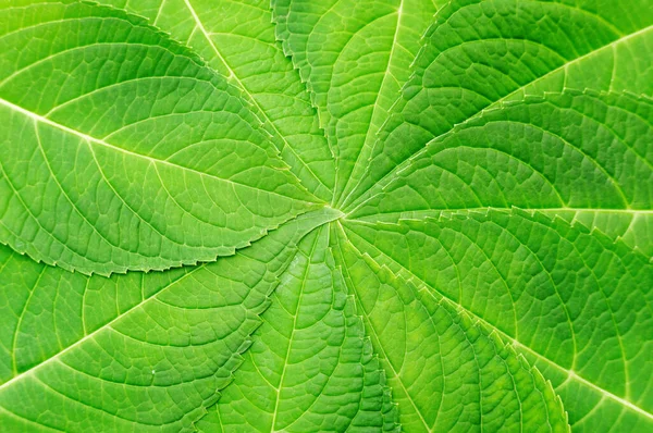 Foglia Ortensia Uno Sfondo — Foto Stock