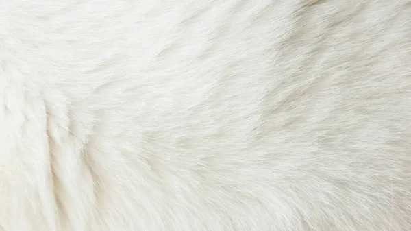 Perto Cabelo Gato Branco Contexto — Fotografia de Stock