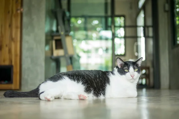 Lindo Gato Blanco Negro Sentado Habitación — Foto de Stock