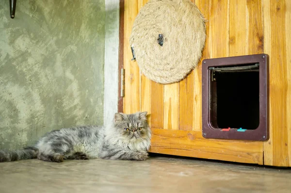 Cinza Listrado Persa Gato Sentado Frente Uma Porta — Fotografia de Stock
