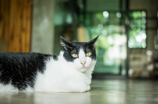 Lindo Gato Blanco Negro Sentado Habitación — Foto de Stock