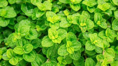 Sebze bahçesindeki yeşil nane yapraklarını kapat..