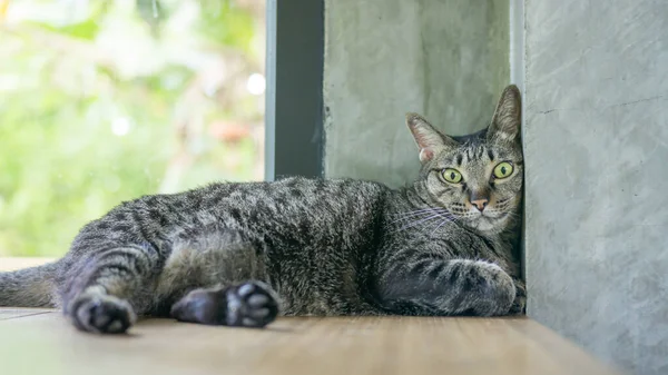 Gato Rayado Gris Acostado Una Mesa Madera — Foto de Stock