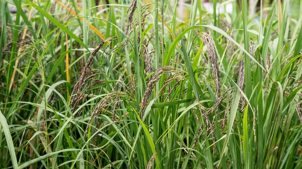 Fechar Uma Fábrica Baga Arroz Orelha Tailândia — Fotografia de Stock