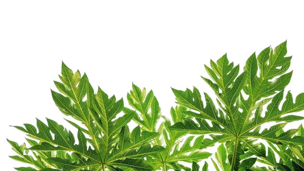 Papaya Blatt Auf Weißem Hintergrund — Stockfoto