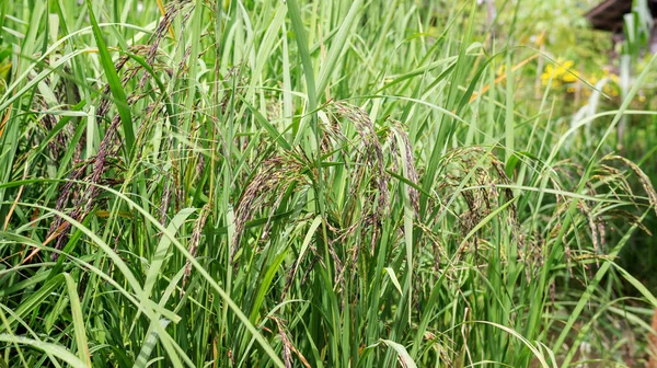 Szczelnie Ucha Ryż Jagoda Roślina Tajlandii — Zdjęcie stockowe