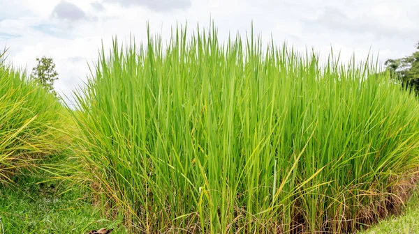 Zöld Rizs Ültetvény Thaiföldön — Stock Fotó