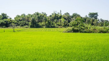 Tayland 'da yeşil pirinç tarlası.