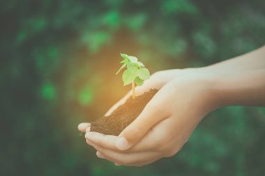 İki elleri toprak. dikilecek fidan Çömlekçilik taşıdığı-aşk dünya kavramı