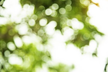 Doğal yeşil bokeh arkaplanı.