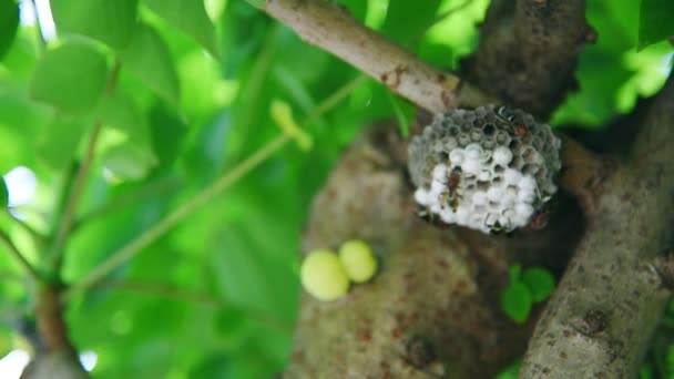 树枝下的黄蜂巢 — 图库视频影像