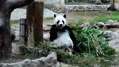 Dev Panda bambu yemek yeme keyfini