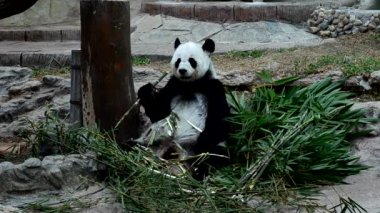 Dev Panda bambu yemek yeme keyfini
