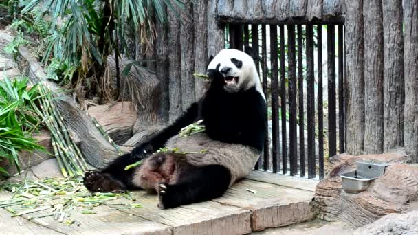 Giant Panda Eating Bamboo Enjoy Eating — Stock Video