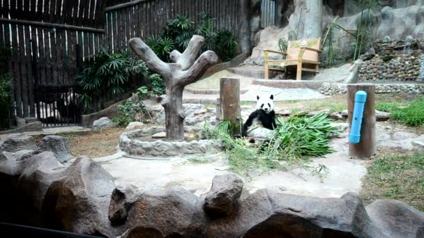 Giant Panda Eating Bamboo Enjoy Eating — Stock Video