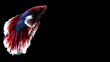 Balık Tayland siyah arka planda 