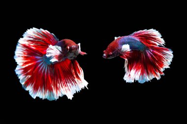 Balık Tayland siyah arka planda 