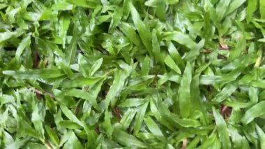 Yeşil çimenler yakın plan. Yavaş çekimde rüzgarda sallanan çimenler. Yeşil sulu çimenler, kesme zamanı. Alp çayırı yoğun bir şekilde otla kaplanmış. Ot tarlası perspektifi