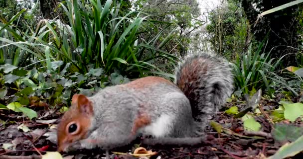 两只红松鼠和灰松鼠在吃坚果 一只在追赶另一只 靠近吃饭的地方 直接看着摄像机 — 图库视频影像
