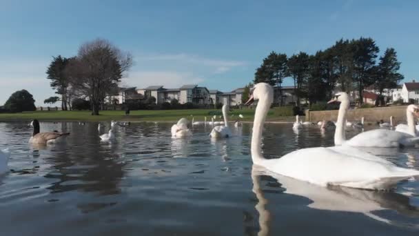 Patos Cisnes Cygnets Nadan Agua Del Lago Cold Knap Barry — Vídeos de Stock