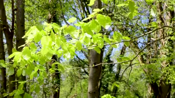 Paisaje Primaveral Fondo Forestal Nuevas Hojas Los Árboles Mueven Brisa — Vídeos de Stock
