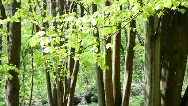 Paisaje Primaveral Fondo Forestal Nuevas Hojas Los Árboles Mueven Brisa — Vídeos de Stock