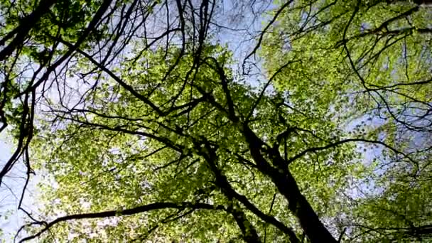 Paisaje Primaveral Fondo Forestal Nuevas Hojas Los Árboles Mueven Brisa — Vídeos de Stock