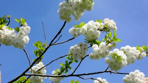 Яблуко Цвіте Гілки Чисто Білого Цвітуть Гілках Ширяють Бризі Навесні — стокове відео