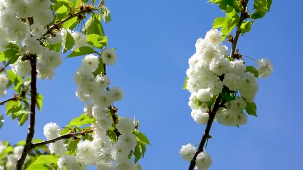 Almavirág, tiszta fehér virág ágai a tavaszi szellőben lengő ágakon. Kék ég és napsütés. Friss természetes háttér jelenet szimbolizálja az új élet és a remény a jövőben