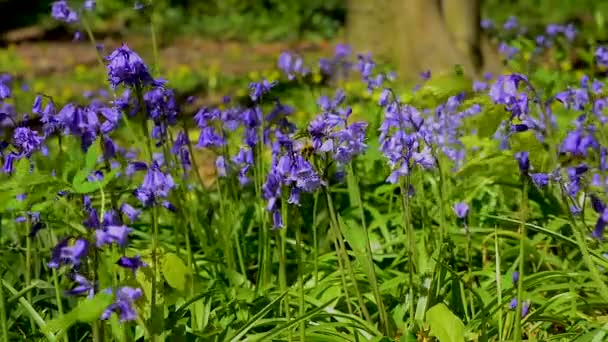 Bluebells Vadvirágok Tavasszal Egy Közeli Kép Harangvirágokról Melyek Szélben Ringatóznak — Stock videók