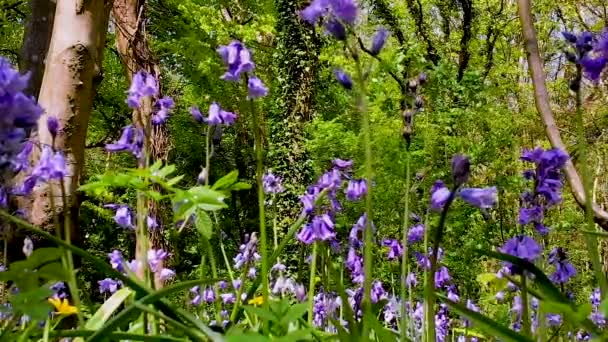 春天里的野花 近距离拍摄的蓝铃花在微风中摇曳 林地的风景和阳光在树林中闪耀 — 图库视频影像