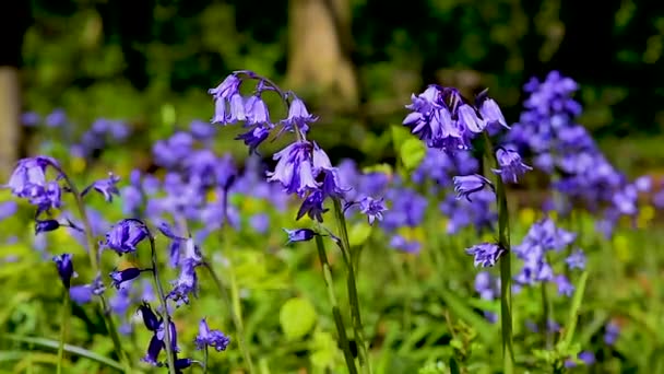春天里的野花 近距离拍摄的蓝铃花在微风中摇曳 林地的风景和阳光在树林中闪耀 — 图库视频影像