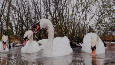 Bir grup beyaz kuğu soğuk bir kış gününde sazlıkların yanındaki çamurlu sularda çılgınca besleniyor. Su ışığı ayna gibi yansıtır..