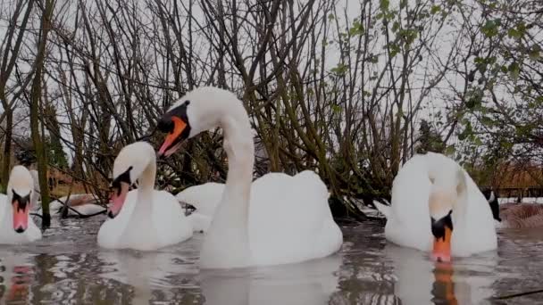 Groupe Cygnes Blancs Sont Dans Une Frénésie Alimentaire Lors Une — Video