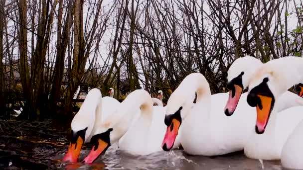 Grupo Cisnes Blancos Están Frenesí Alimentación Frío Día Invierno Aguas — Vídeos de Stock